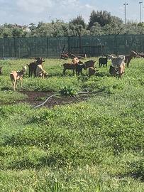 Capre incrocio morgiane, maltesi