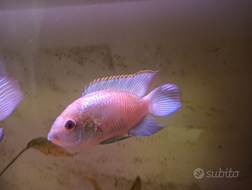 Pesce tropicale Ciclide Andinoacara