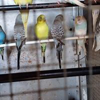 Cocorite inseparabili canarini