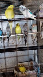 Cocorite inseparabili canarini