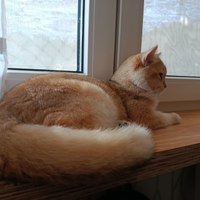 Scottish straight Maschio NY 11