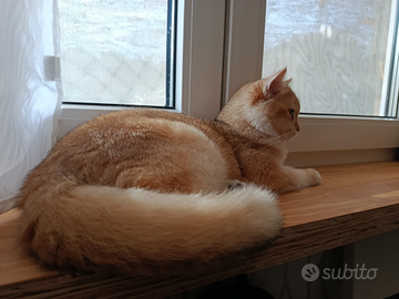 Scottish straight Maschio NY 11