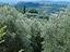 Immagine 8