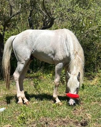 Cavallo intero di 3 anni