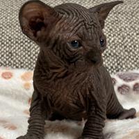 Sphynx