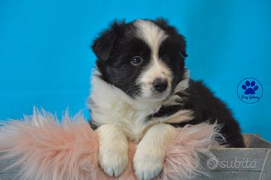 Meravigliosi cuccioli di Border Collie