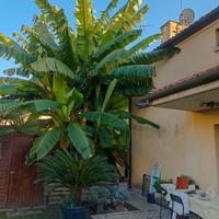 Piante di banano diverse misure