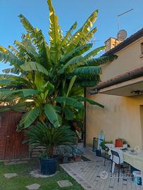 Piante di banano diverse misure