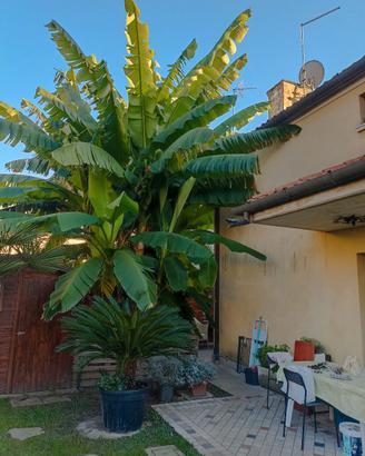 Piante di banano diverse misure