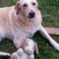 Cane tipo labrador