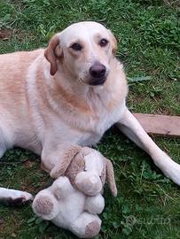 Cane tipo labrador