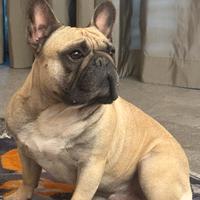 Bulldog francese per monta maschio