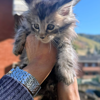 Maine coon cucci con pedigree wcf High shaded line