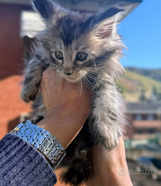 Maine coon cucci con pedigree wcf High shaded line