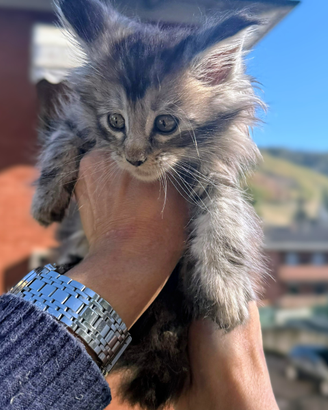 Maine coon cucci con pedigree wcf High shaded line