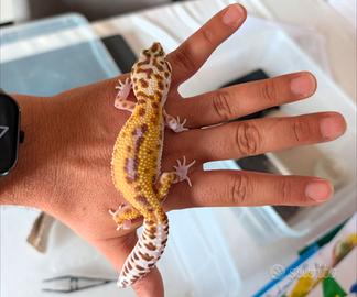 Geco leopardino
