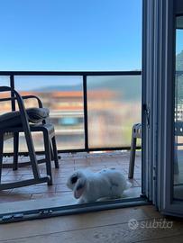 Ecco Tippi un dolce coniglietto