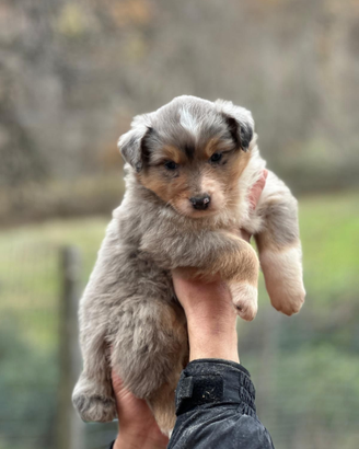 Cuccioli australian shepherd super pedigree