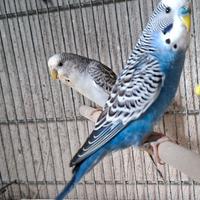 Cocorite melanistici e ardesia