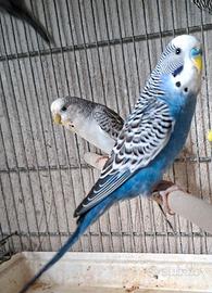 Cocorite melanistici e ardesia