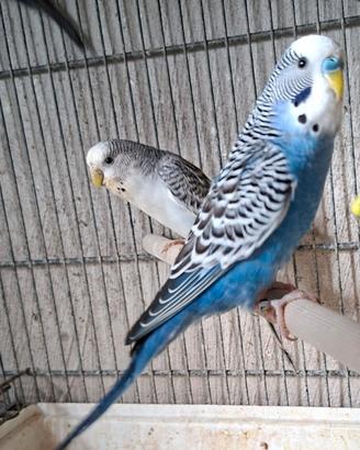 Cocorite melanistici e ardesia