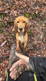 Cane da tartufo