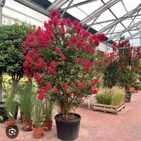 lagerstroemia