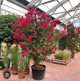 lagerstroemia