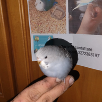 Cocoriti allevati a mano