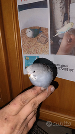 Cocoriti allevati a mano