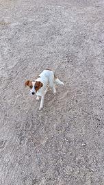 Cagnolina metticcia