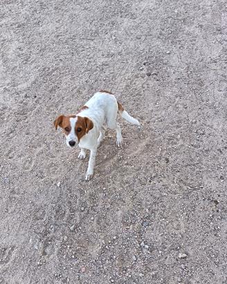 Cagnolina metticcia