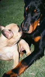 Bulldog francese