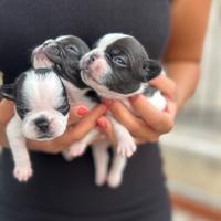 Bull dog Francese cuccioli Animali