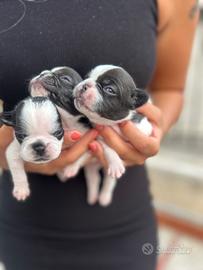Bull dog Francese cuccioli Animali