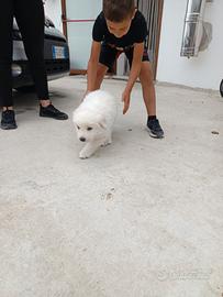 Cuccioli pastore abruzzese