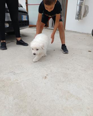 Cuccioli pastore abruzzese