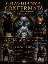 Cuccioli rottweiler