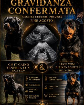 Cuccioli rottweiler
