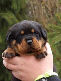 Rottweiler