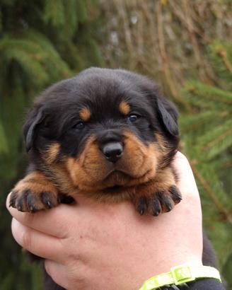 Rottweiler