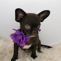 Chihuahua maschietto