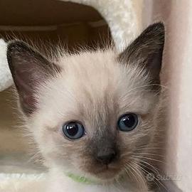 Siamese gattino maschio