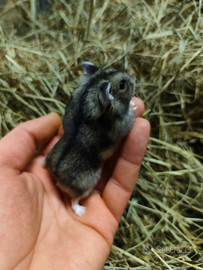 Cuccioli di criceto russo