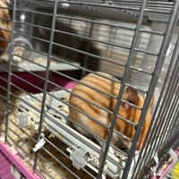 Cuccioli criceti dorati