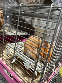 Cuccioli criceti dorati