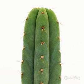 Trichocereus Pachanoi - "San Pedro" cactus