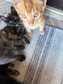 4 Cuccioli gatti