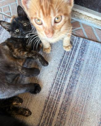 4 Cuccioli gatti