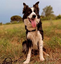 Border collie per monta
